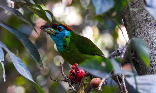 Close-up of bird perching on tree