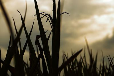 Close-up of plants against sky