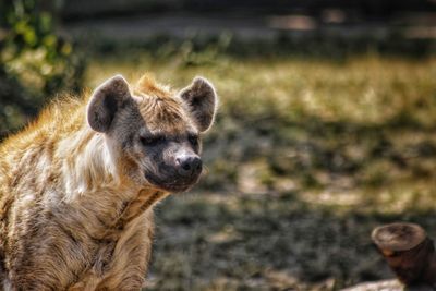 Portrait of lion