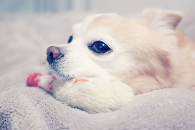 Close-up of white dog