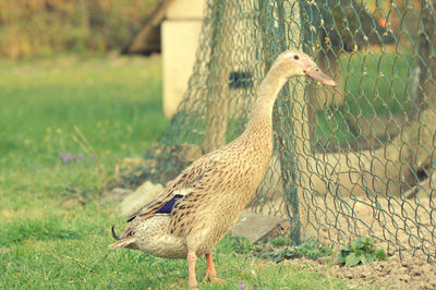 Duck on grass