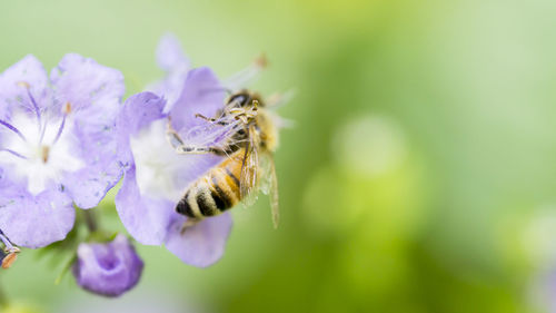 Close-up of honey bee pollinating on white flower