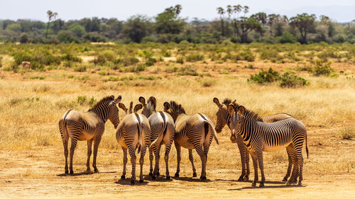 Zebras and zebra on field