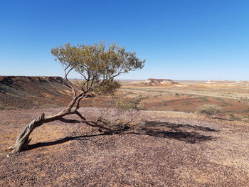 Tree on field against clear sky