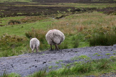 Baby and mother sheeps