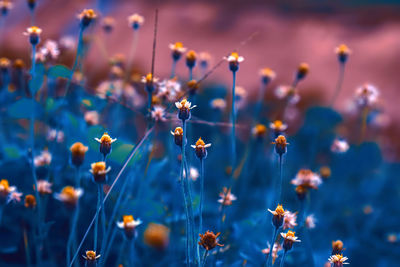 Close-up of flowering plants on field
