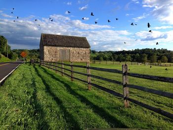 Birds flying over field against sky