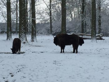 Dog standing on snow covered field