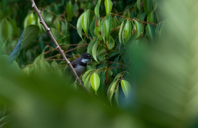 Close-up of bird perching on plant