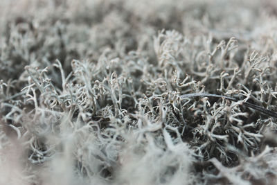 Close-up of snow on land