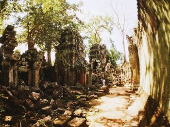 Trees in a temple