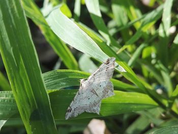 Close-up of insect on plant