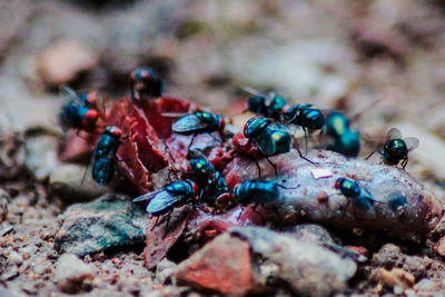 Close-up of insect on rock