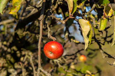 Close-up of strawberry hanging on tree