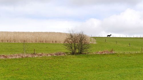 Scenic view of field and horse so horizon against sky