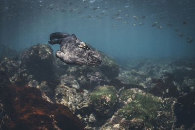 Fish swimming in sea