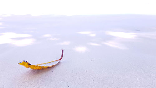 High angle view of crab on sand