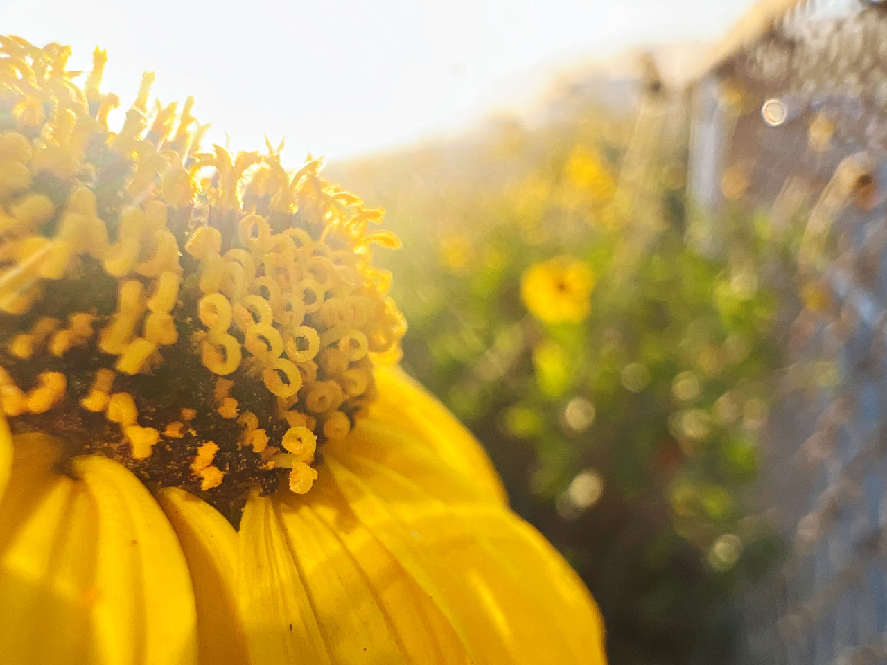 yellow, flower, plant, flowering plant, sunlight, freshness, beauty in nature, nature, autumn, macro photography, growth, close-up, flower head, sunflower, summer, leaf, sky, blossom, springtime, fragility, outdoors, selective focus, no people, landscape, inflorescence, rural scene, pollen, petal, sunbeam, vibrant color, sun, environment, field, wildflower, focus on foreground, day, tranquility, back lit, green, lens flare, multi colored, defocused, food, sunset, land, food and drink