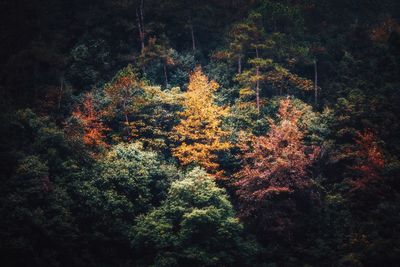 Scenic view of autumn trees in forest