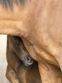 Close-up of foal looking at camera