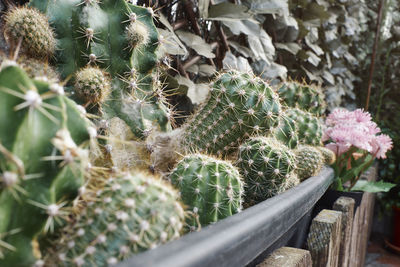 Close-up of succulent plant