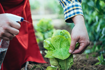 Midsection of man holding leaf