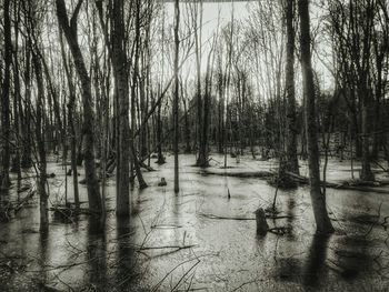 Bare trees on snow covered landscape