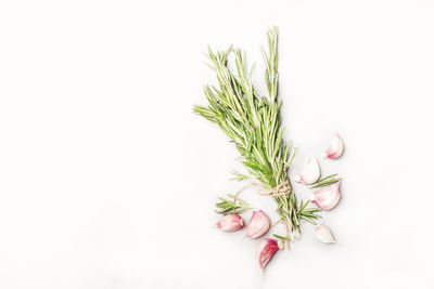 High angle view of plant against white background