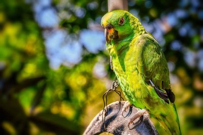 Close-up of parrot perching on tree