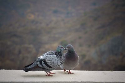 Close-up of bird perching on retaining wall