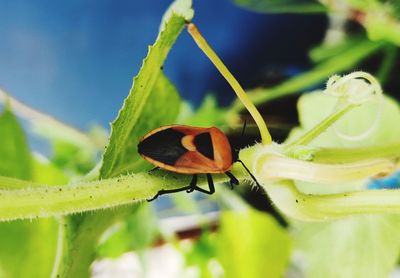 Close-up of insect on flower