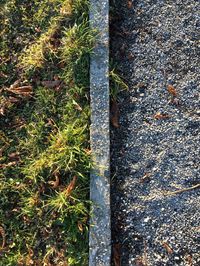 Close-up of plants by water