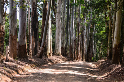 View of trees in forest