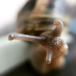 Close-up of snail