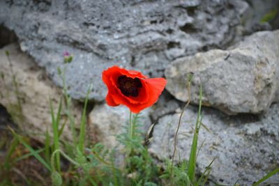 Close-up of red poppy blooming on field