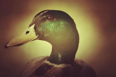 Close-up of bird in water