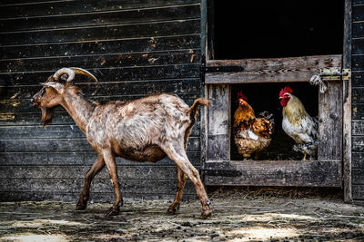 Horse in a zoo