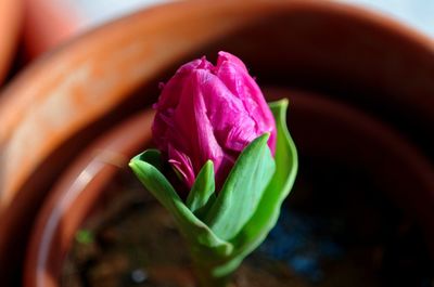 Close-up of pink rose flower in pot