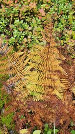 High angle view of trees growing on field during autumn