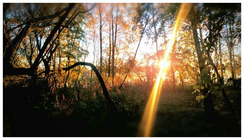 Sun shining through trees