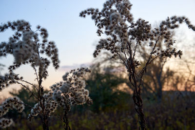 Close-up of flowering plants on field against sky