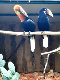 Two birds perching on metal