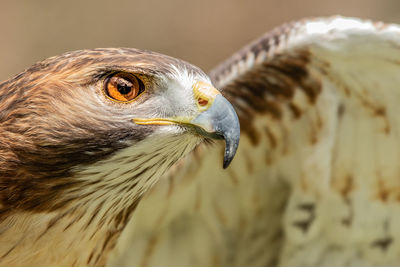 Close-up of hawk