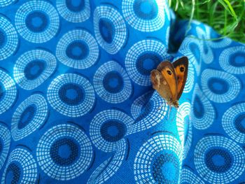 Close-up of fish underwater