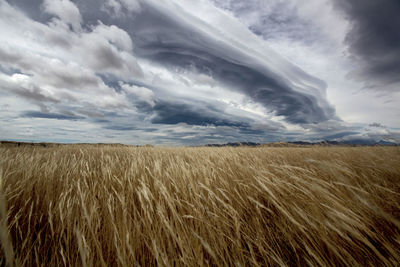 View of wheat field against clouds