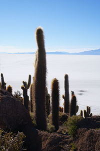 Birds on rock in desert against sky