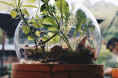 Close-up of plant in glass container