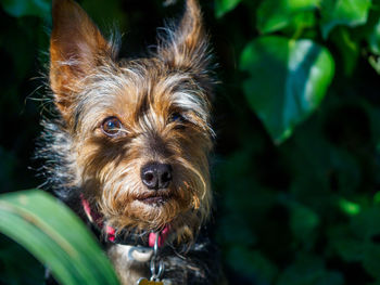 Close-up portrait of dog