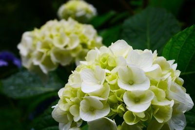 Close-up of white hydrangea