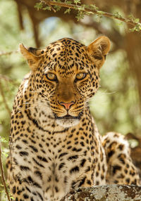 Close-up portrait of leopard